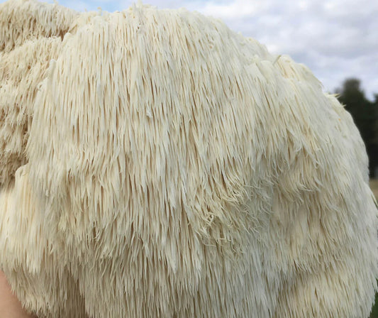 Lions mane 20 capsules